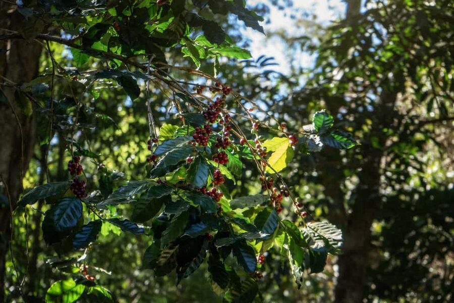 Chiang Mai : Thep Sadet & Coffee Plantation Full Day Hiking - Starting at Wat Mae Ton and entering the forest