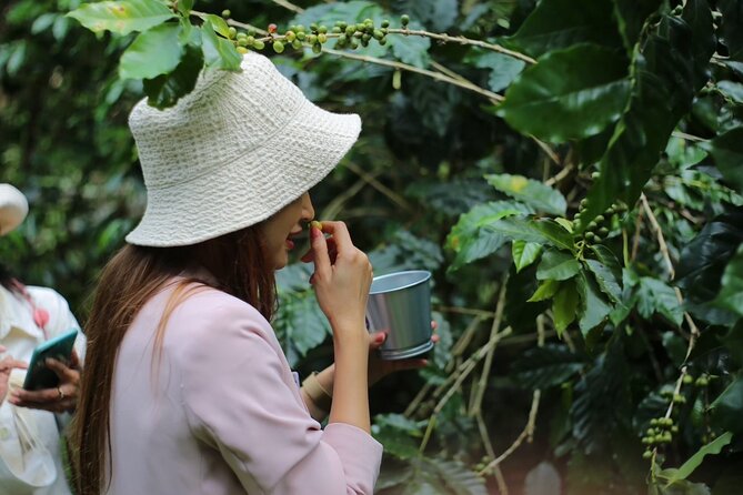 Chiangmai Coffee Farm Tour - Key Points at a Glance
