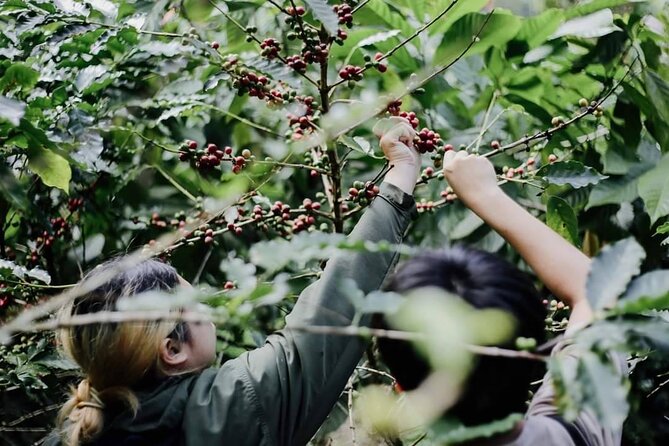 Chiangmai Coffee Farm Tour - From Chiang Mai Old City to a Coffee Farm in the Hills