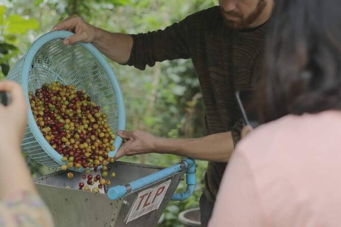 Chiangmai Coffee Farm Tour - Planting a Coffee Tree Before You Leave