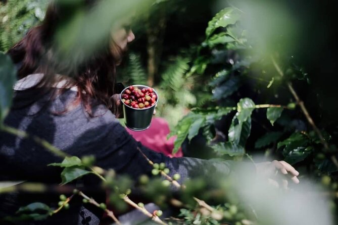 Chiangmai Coffee Farm Tour - What $58.41 Includes in Real Terms