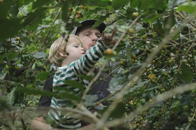 Chiangmai Coffee Farm Tour - Picking Coffee Cherries by Hand