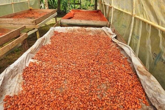 Chocolate and Coffee Tour Farm Don Jorge - Alajuela setting and meeting point details