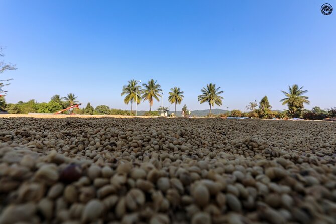Classic Coorg Coffee Plantation experience - Key points to know before booking