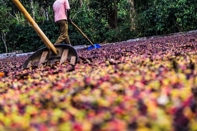 Classic Coorg Coffee Plantation experience - Why Coorg coffee is worth understanding