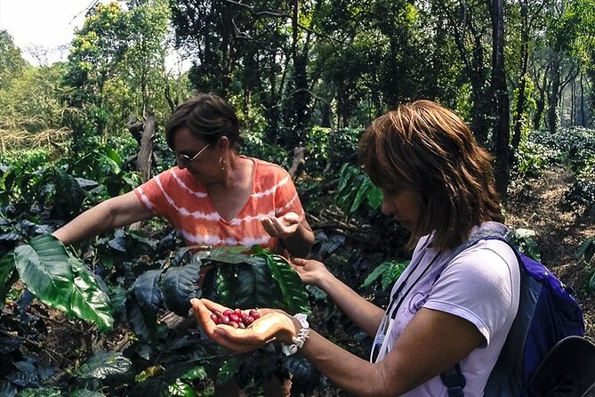 Classic Coorg Coffee Plantation experience - Who will enjoy this coffee plantation visit