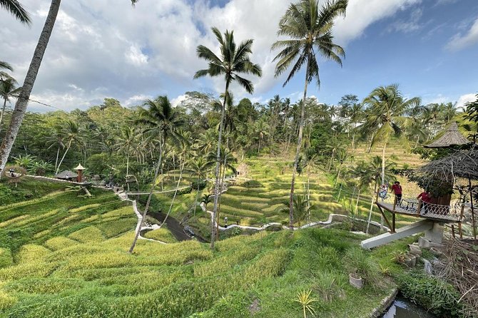 coconut wine and coffee safary tour - Bresela rice fields and fresh coconut wine