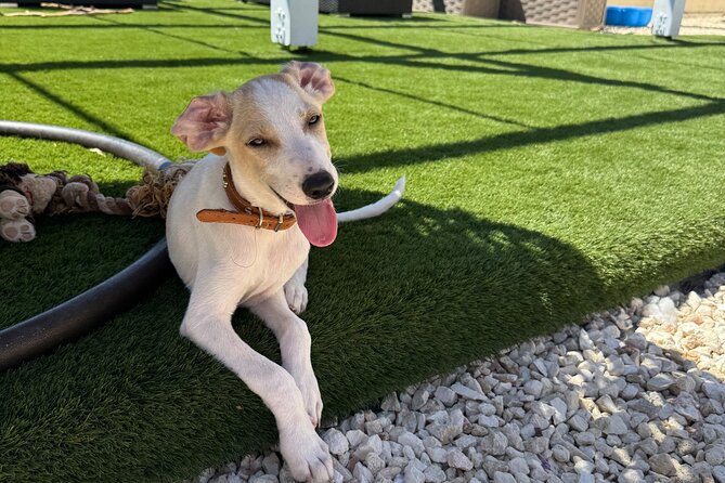 Coffee Cake and Cuddles with Rescue Puppies in a Sea View Villa - Key details before you book