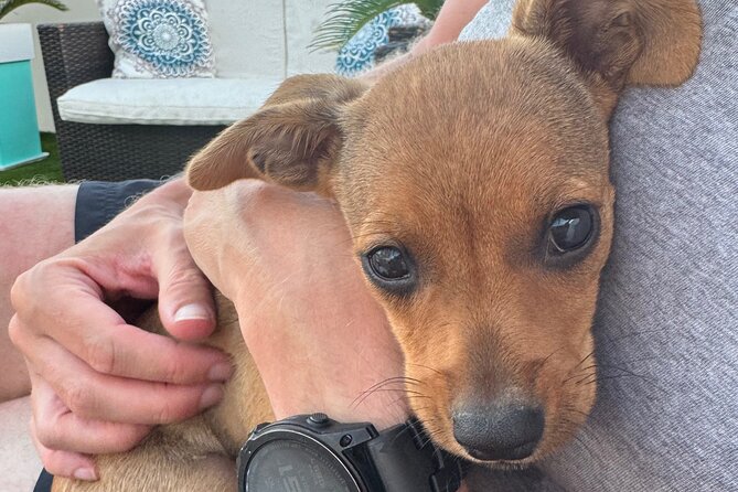Coffee Cake and Cuddles with Rescue Puppies in a Sea View Villa - Why this Paphos puppy visit feels different