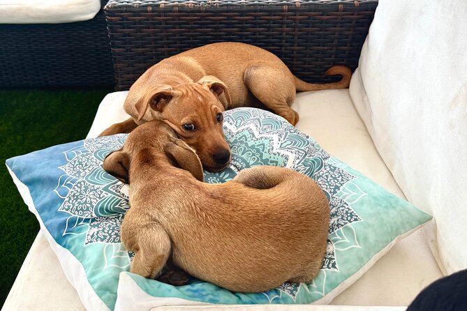Coffee Cake and Cuddles with Rescue Puppies in a Sea View Villa - Poolside play and the pace of the afternoon