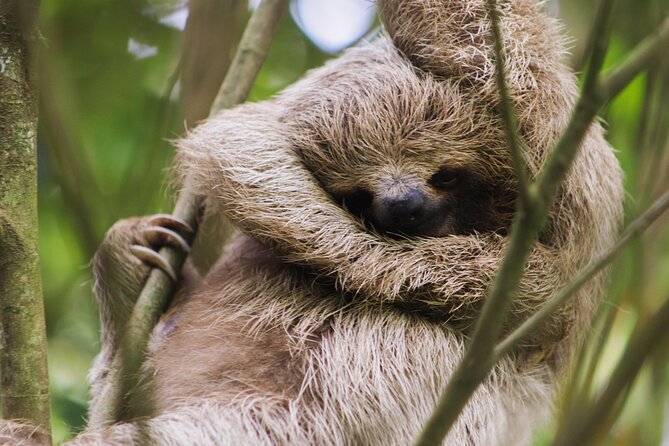 Coffee & Chocolate Tour+Sloths Park & Llanos de Cortez Waterfall - A long but rewarding day beyond Tamarindo