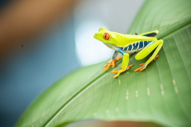 Coffee & Chocolate Tour+Sloths Park & Llanos de Cortez Waterfall - Lunch, lemonade, and a butterfly garden