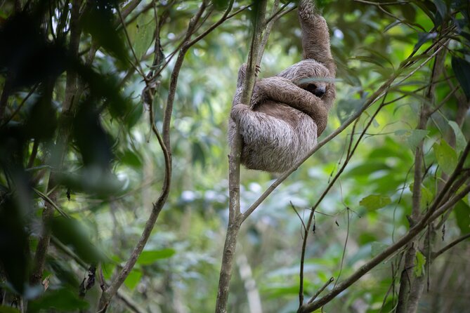 Coffee & Chocolate Tour+Sloths Park & Llanos de Cortez Waterfall - The guides can shape the whole experience