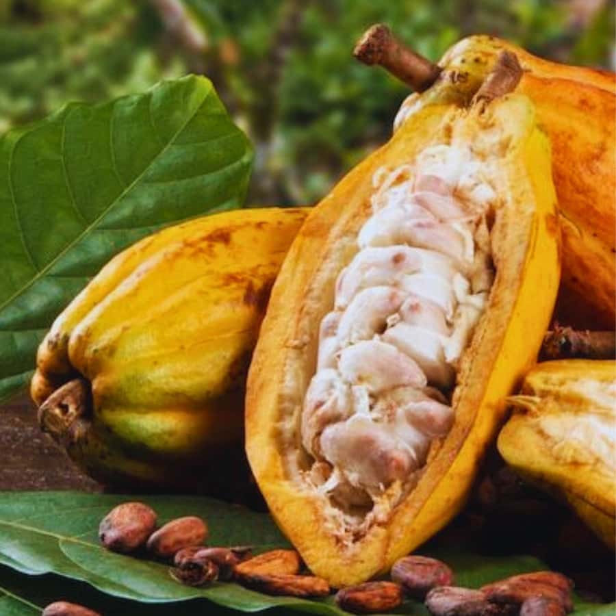 Coffee, Cocoa and Trekking Tour in Minca: Nature, Crops and Production - Booking, timing, and flexibility
