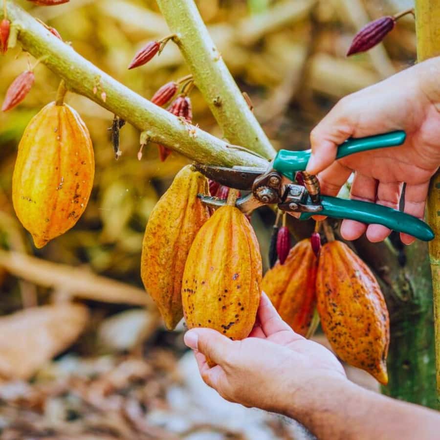 Coffee, Cocoa and Trekking Tour in Minca: Nature, Crops and Production - Why this Minca tour feels different