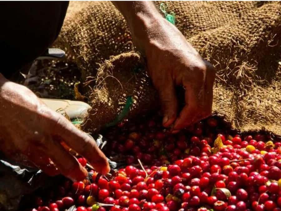 Coffee, Cocoa and Trekking Tour in Minca: Nature, Crops and Production - What the $41 price really covers