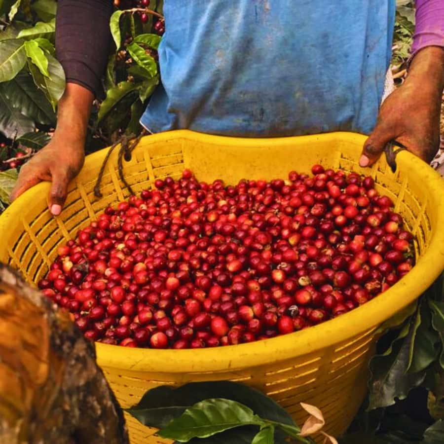 Coffee, Cocoa and Trekking Tour in Minca: Nature, Crops and Production - Starting at Minca Park and crossing the bridge