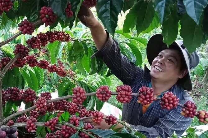Coffee & Culture Experience _From Farm to Cup by Elon Farm - Key points to know before booking