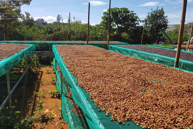 Coffee & Culture Experience _From Farm to Cup by Elon Farm - Meals, bicycles, and farmstay time