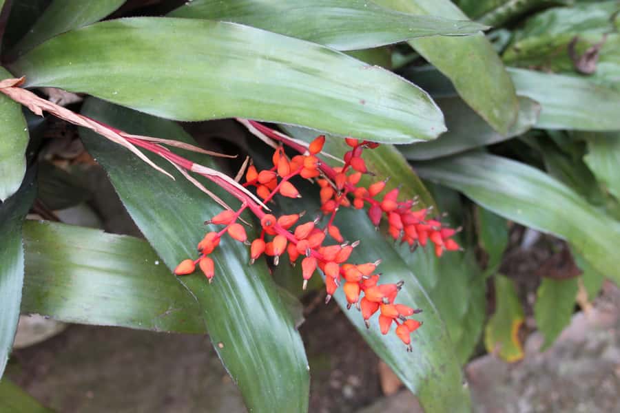Coffee Experience: Hacienda Coloma Tour from Bogotá - What the guided visit is really like