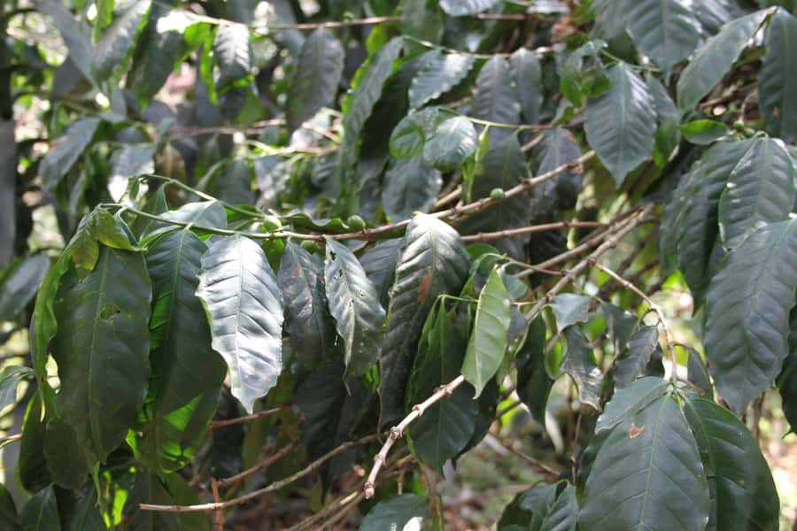 Coffee Experience: Hacienda Coloma Tour from Bogotá - Who will enjoy this day most