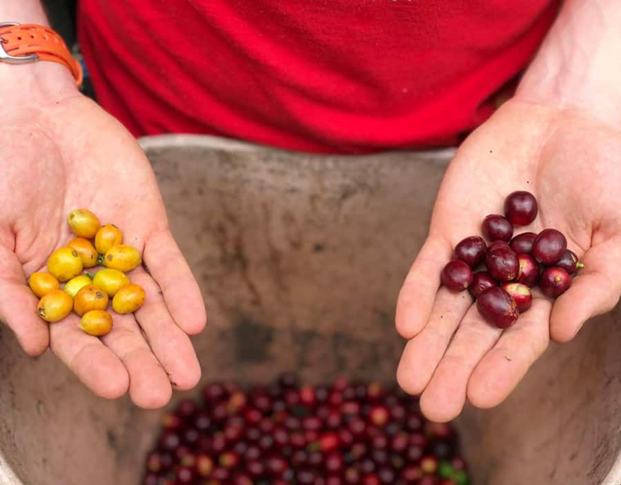 Coffee Farm and Salento Walking Tour - Key points to know before booking