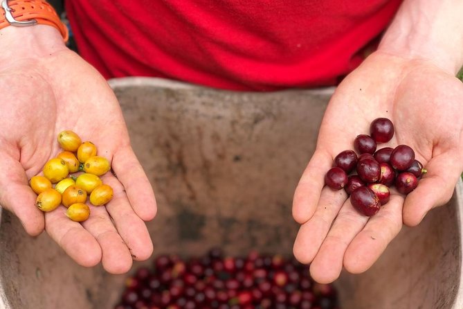 Coffee Farm and Salento Walking Tour - From coffee seedling to freshly roasted bean