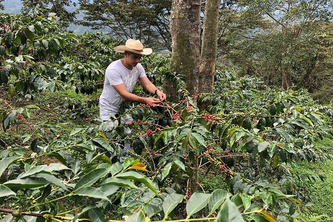 Coffee Farm and Salento Walking Tour - The coffee tasting with a barista