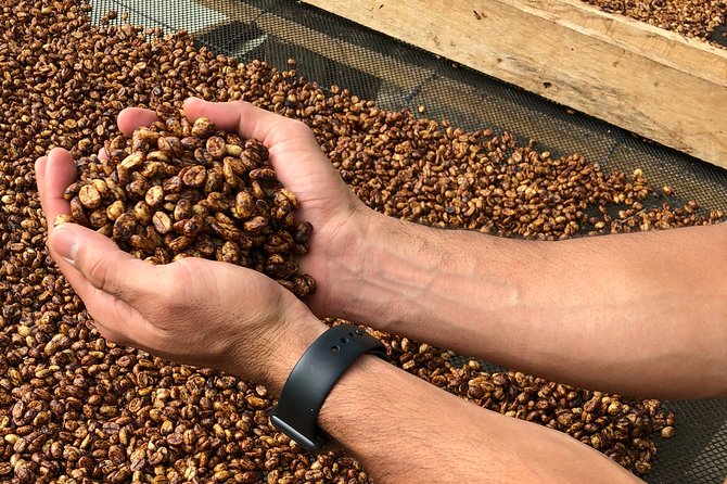 Coffee Farm and Salento Walking Tour - Weather, shoes, and what to bring
