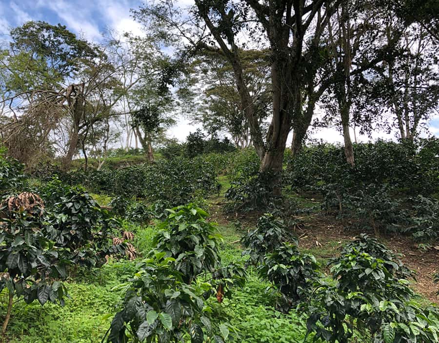 Coffee Farm and Salento Walking Tour - Should you book the Coffee Farm and Salento Walking Tour?