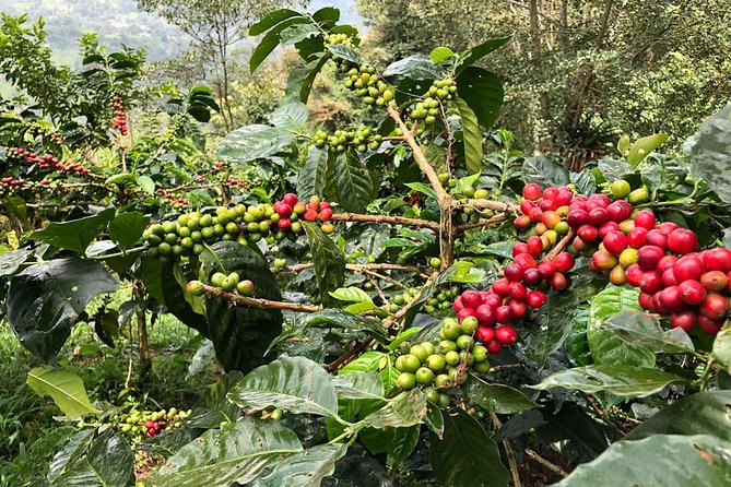 Coffee Farm and Salento Walking Tour - What the two-hour farm visit includes