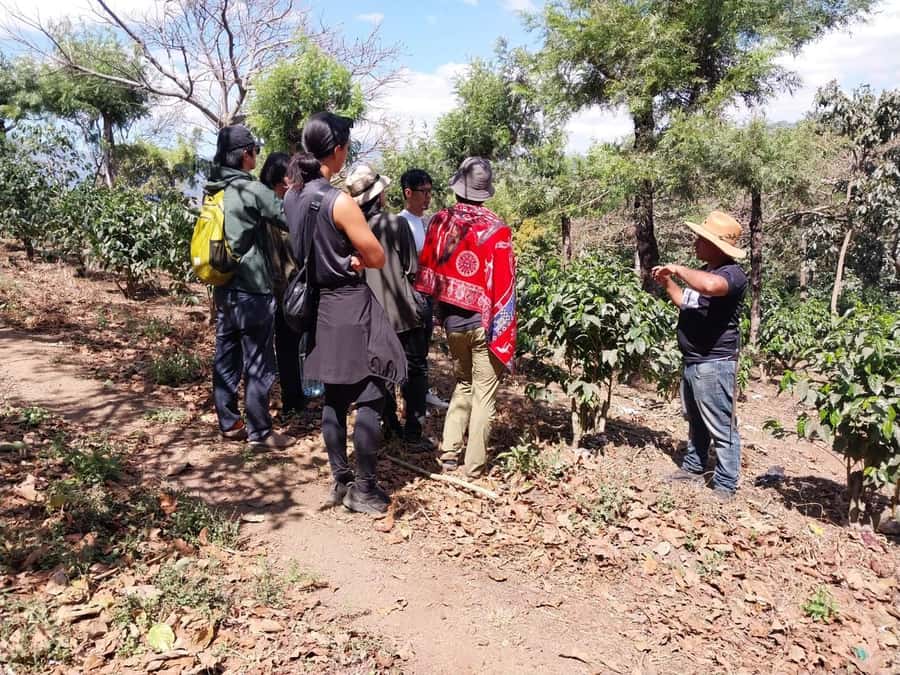 Coffee farm experience - Should you book the Ciudad Vieja coffee farm visit?