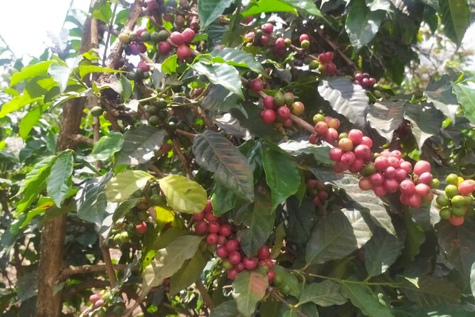 Coffee Farm Half-Day Tour in Kenya - Key points at a glance
