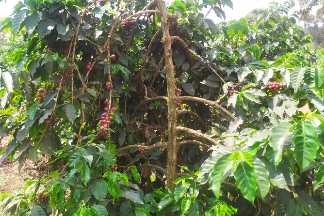 Coffee Farm Half-Day Tour in Kenya - Fairview Coffee Estate at 1,750 meters
