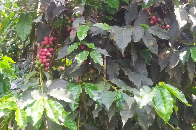 Coffee Farm Half-Day Tour in Kenya - Booking tips for a smoother half-day