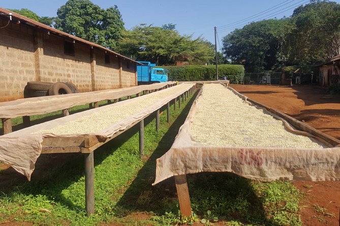 Coffee Farm Half-Day Tour in Kenya - What the farm visit can teach you about Kenyan coffee