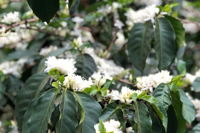 Coffee farm tour, coffee roasting and tasting experience - Fresh Kenyan coffee and simple refreshments