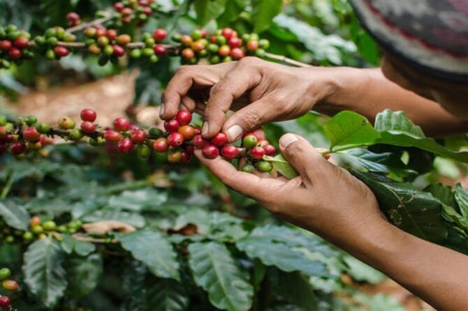 Coffee Farm Tour (Fairview) - Key points to know before you book