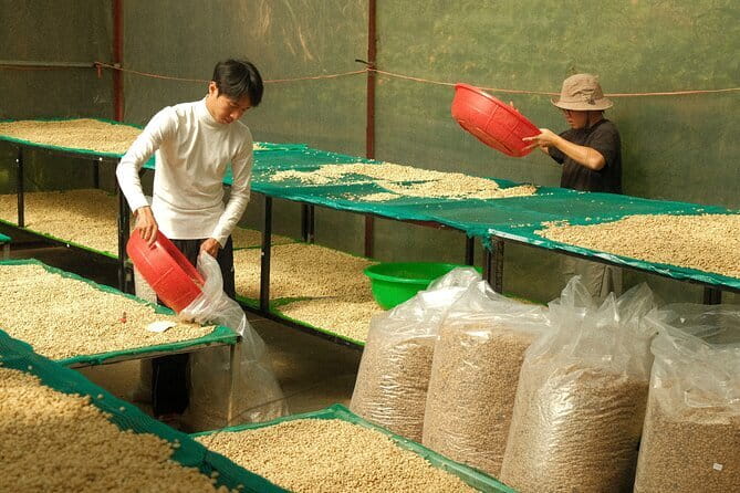 Coffee Farm Tour with Roasting & Tasting Workshop - Da Lat - Jessie’s Explanations and the Small Group Format