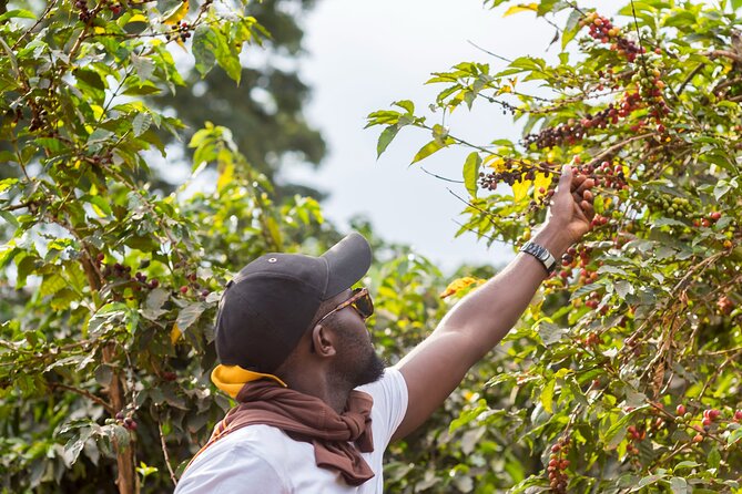 Coffee Farm Village & Factory Half Day Tour with Pick-Up - Walking through the coffee estate