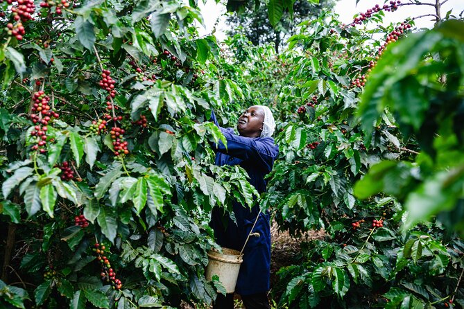 Coffee Farm Village & Factory Half Day Tour with Pick-Up - From coffee plant to finished product