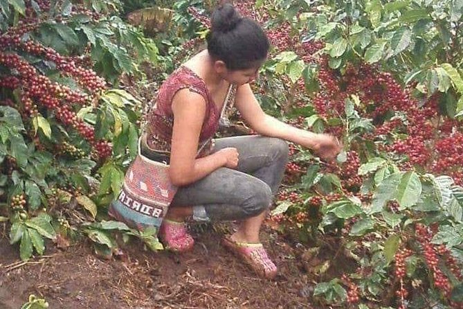 Coffee Plantation Experience - Leaving Huatulco for the Sierra Madre