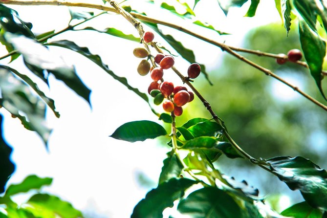 Coffee Plantation Experience - Churches, town squares, and the human side of the route