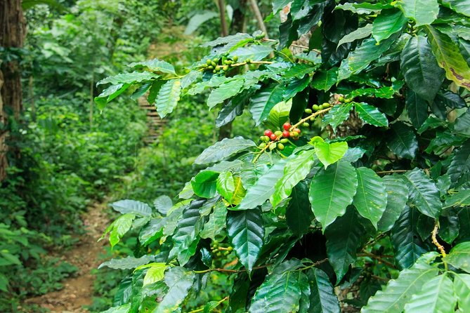 Coffee Plantation Experience - Food, water, and what to carry
