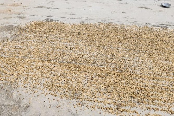 Coffee Plantation Experience - What makes Pluma Hidalgo worth the ride