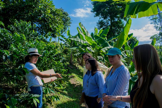 Coffee Tour. - Key Points to Know Before You Book