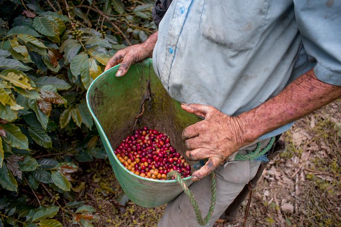 Coffee Tour. - Why This Coffee Tour Is Different