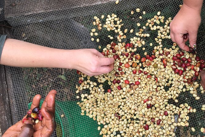 Coffee tour and Buffet Lunch with Kingstone Asilia (Arusha) - Planting and Picking the Coffee