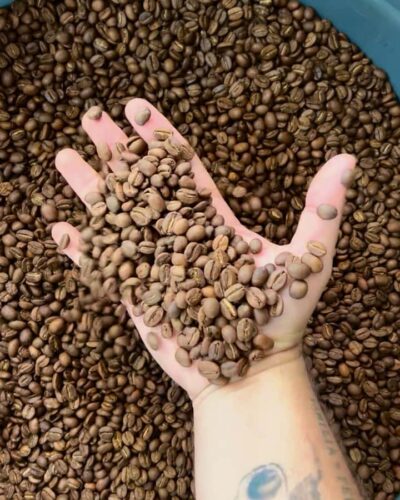 Coffee Tour at Finca El Ocaso Salento: Traditional Spanish Farm