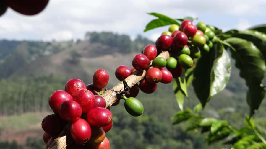 Coffee Tour at Finca El Ocaso Salento: Traditional Spanish Farm - Reaching Finca El Ocaso from Salento